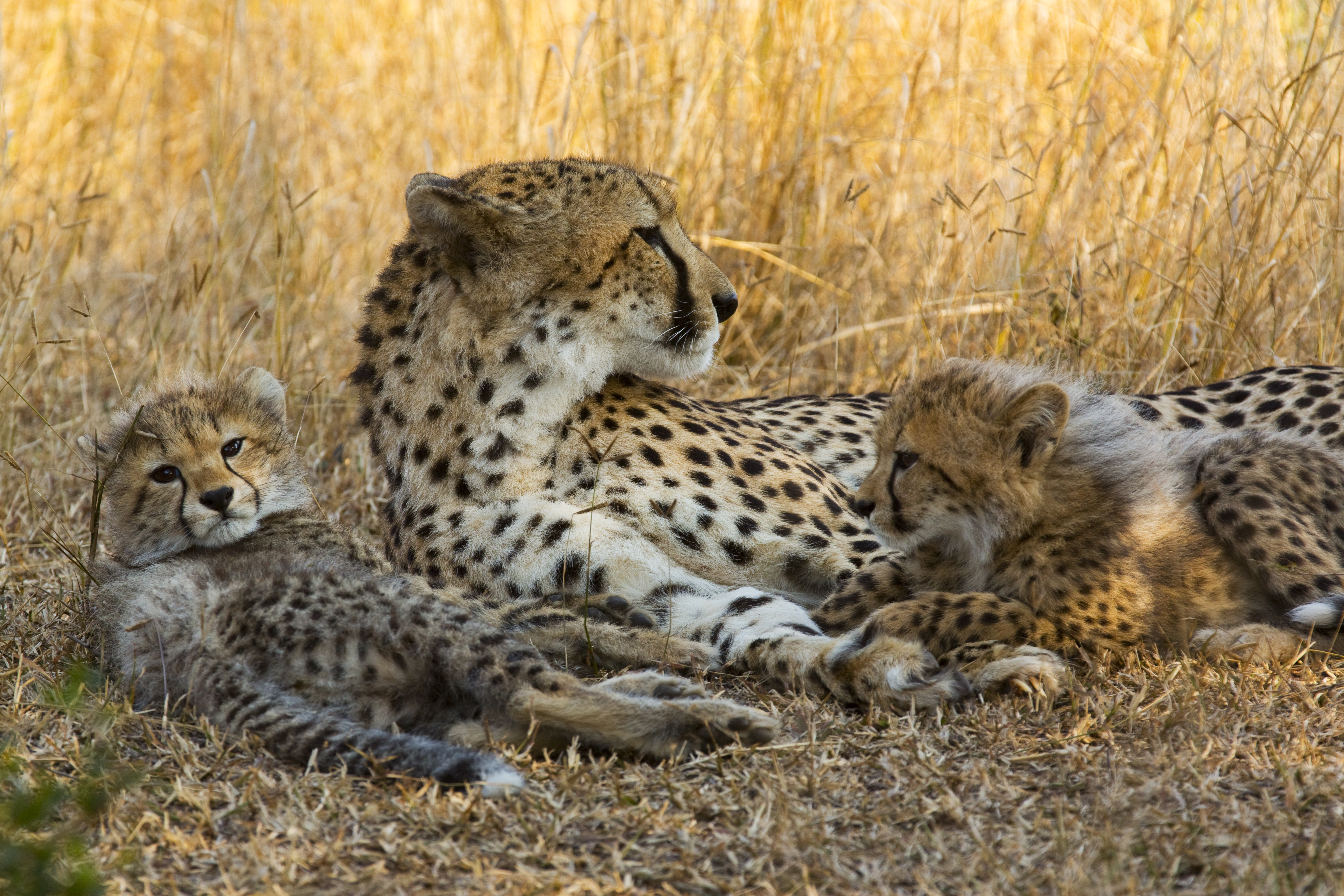 "Cheetah and her two cubs laying"