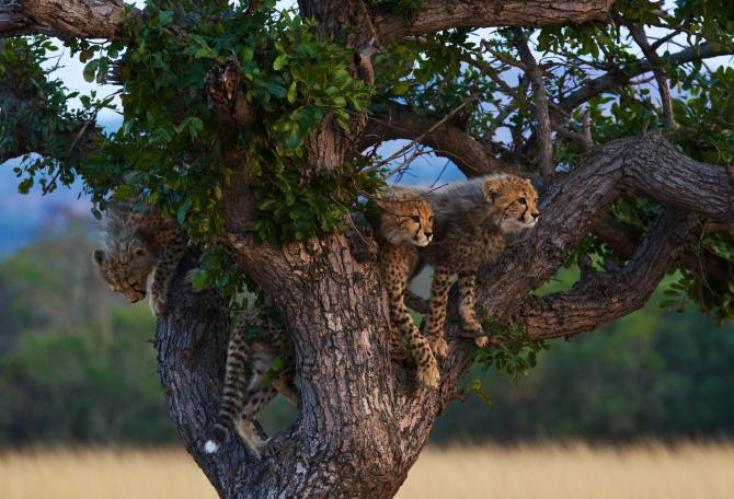 Cheetah cubs hanging out in a tree