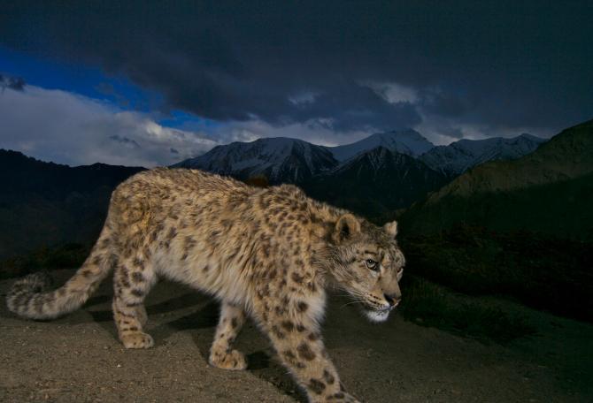 Leopard roaming near mountains