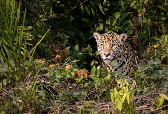 Jaguar peering out of a bush