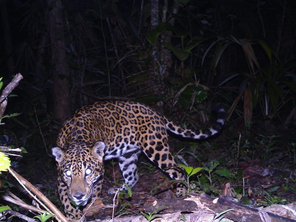 Jaguar in Cockscomb Basin