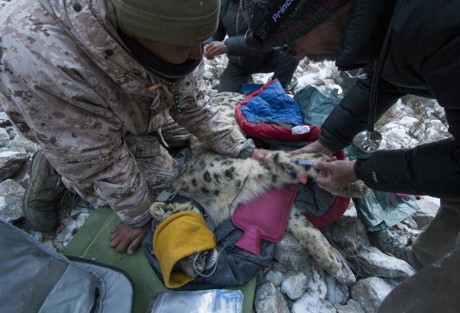 Drawing blood during collaring of male snow leopard.