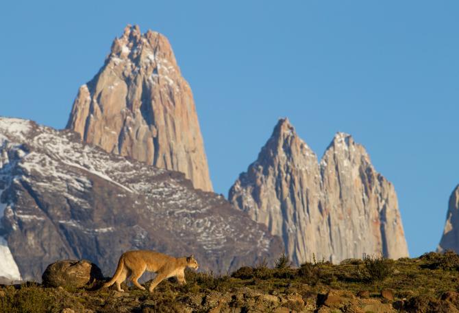 Mountain Lion in dry puna, Abra Granada, Andes, northwestern Argentina Mountain Lion female in front of mountains, Torres del Paine, Torres del Paine National Park, Patagonia, Chile