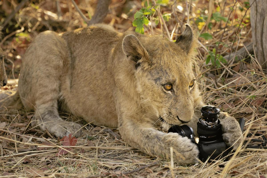Lion chewing on lost camera