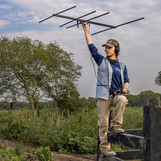 Ocelot biologist, Raíssa Sepulvida, tracking ocelot using telemetry, Pantanal, Brazil