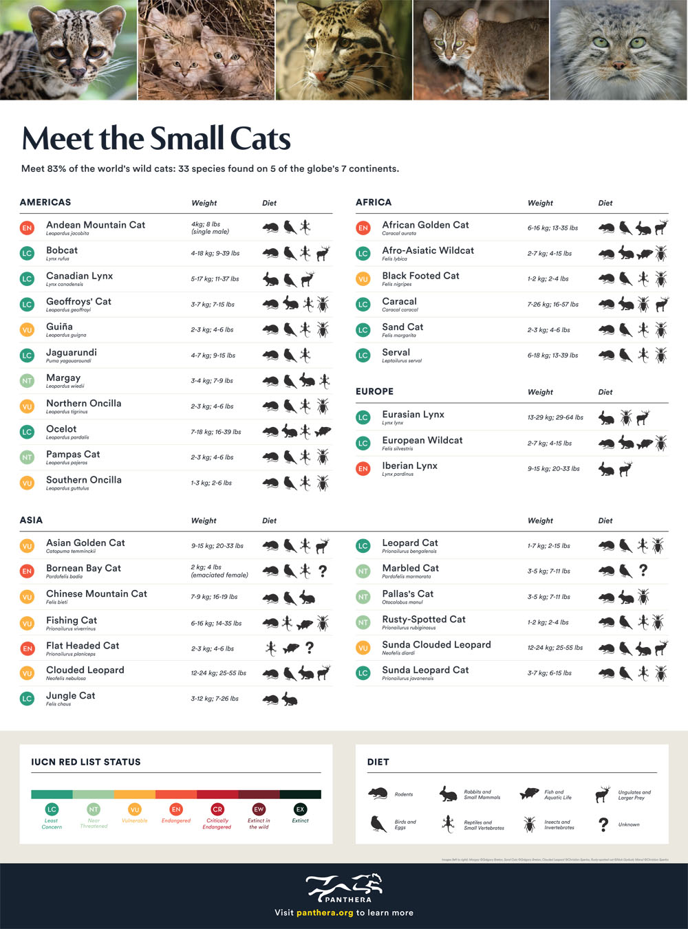 Meet the Small Cats Infographic