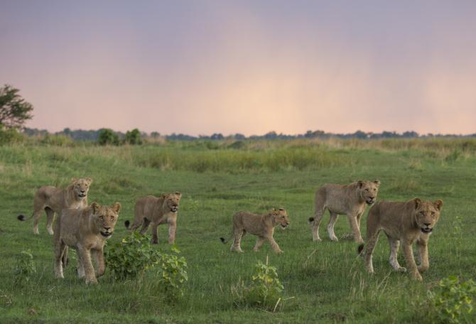 Pack of lions and their cubs walking