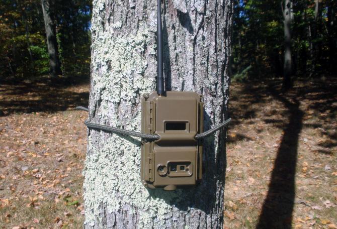 Poacher cam set up on tree trunk