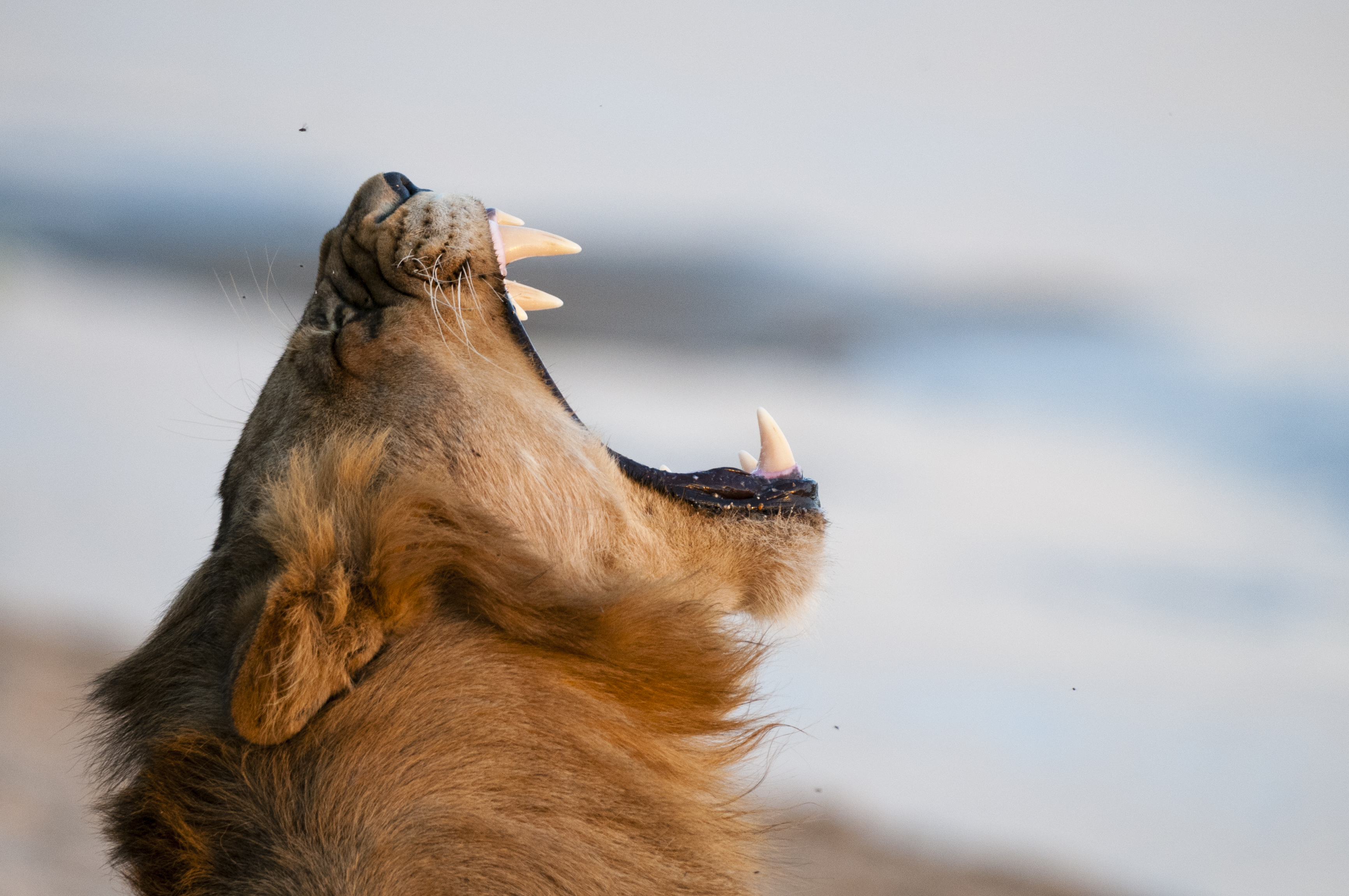 "A lion, Panthera leo, yawning."