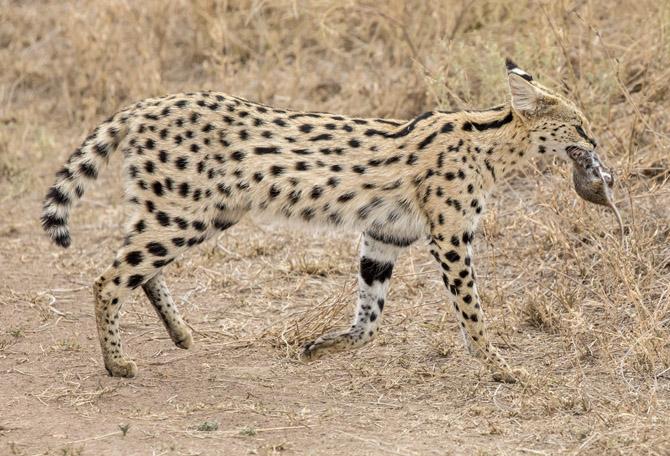 Serval carrying prey