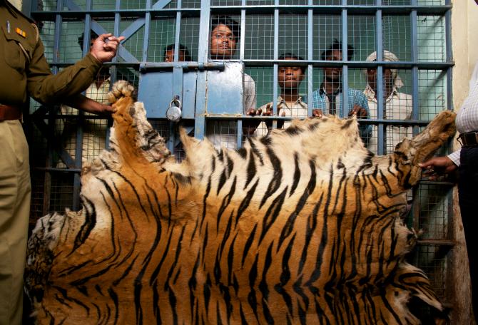 Apprehended men captured and in jail for selling tiger skin